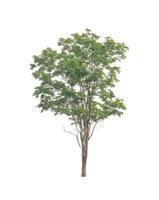 Trees that are isolated on a white background are suitable for both printing and web pages photo