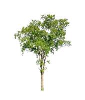 Tree that are isolated on a white background are suitable for both printing and web pages photo