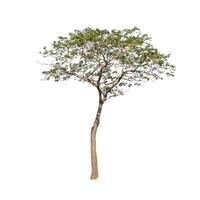 Tree that are isolated on a white background are suitable for both printing and web pages photo