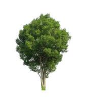 Tree that are isolated on a white background are suitable for both printing and web pages photo