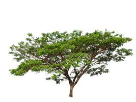 Tree that are isolated on a white background are suitable for both printing and web pages photo