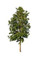 Tree that are isolated on a white background are suitable for both printing and web pages photo