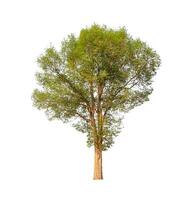 Trees that are isolated on a white background are suitable for both printing and web pages photo