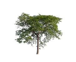 tree on a white background photo