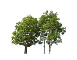Trees that are isolated on a white background are suitable for both printing and web pages photo