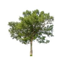 Tree that are isolated on a white background are suitable for both printing and web pages photo