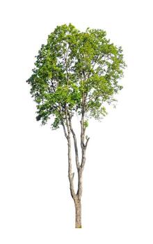 los árboles que están aislados en un fondo blanco son adecuados tanto para la impresión como para las páginas web foto