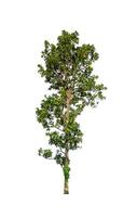 Tree that are isolated on a white background are suitable for both printing and web pages photo
