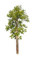 Trees that are isolated on a white background are suitable for both printing and web pages photo