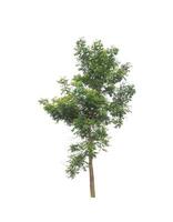 Trees that are isolated on a white background are suitable for both printing and web pages photo