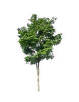 Tree that are isolated on a white background are suitable for both printing and web pages photo