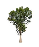 Trees that are isolated on a white background are suitable for both printing and web pages photo