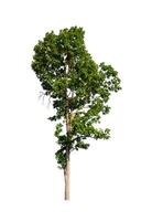 Tree that are isolated on a white background are suitable for both printing and web pages photo