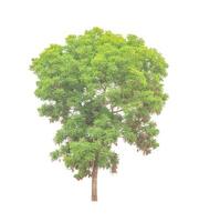 Trees that are isolated on a white background are suitable for both printing and web pages photo