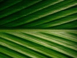 Detailed leaves background photo