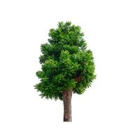 tree on a white background photo