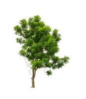 Trees that are isolated on a white background are suitable for both printing and web pages photo
