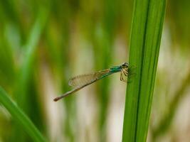 Dragonfly in a grass. photo