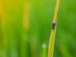 Grass and morning dew abstract. photo