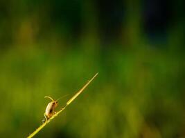 Ladybug sitting on a green leaf. photo