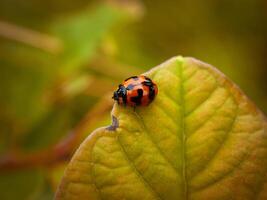 Ladybug sitting on a green leaf. photo