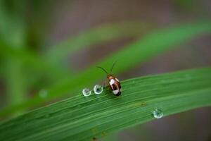 Ladybug sitting on a green leaf. photo