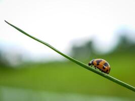 Ladybug sitting on a green leaf. photo