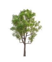 Trees that are isolated on a white background are suitable for both printing and web pages photo