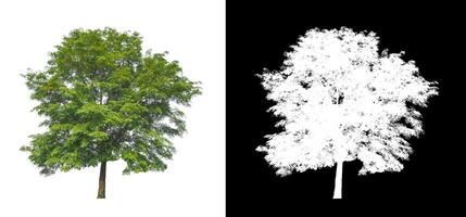 Trees that are isolated on white background are suitable for both printing and web pages photo