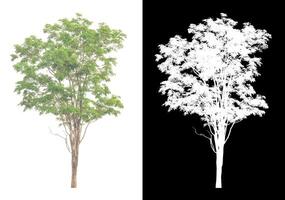 Trees that are isolated on white background are suitable for both printing and web pages photo