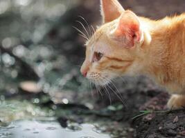 Cat drinking water by the pool photo