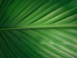 Detailed leaves background photo