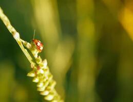 Grass and morning dew abstract. photo