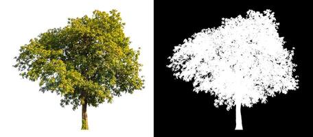 Trees that are isolated on a white background are suitable for both printing and web pages photo