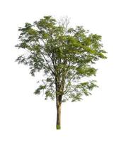 Trees that are isolated on a white background are suitable for both printing and web pages photo