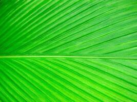 Detailed leaves background photo