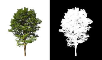 Trees that are isolated on a white background are suitable for both printing and web pages photo