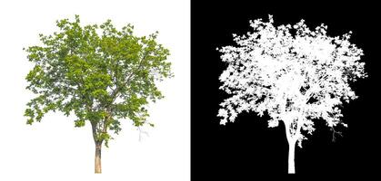 Trees that are isolated on a white background are suitable for both printing and web pages photo