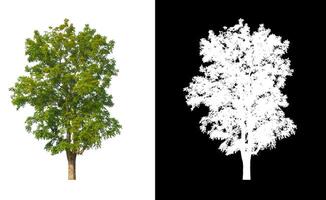 Trees that are isolated on white background are suitable for both printing and web pages photo