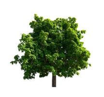 tree on a white background photo