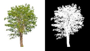 Trees that are isolated on white background are suitable for both printing and web pages photo