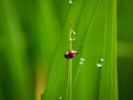 Grass and morning dew abstract. photo