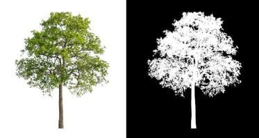 Trees that are isolated on a white background are suitable for both printing and web pages photo