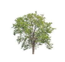 Trees that are isolated on a white background are suitable for both printing and web pages photo