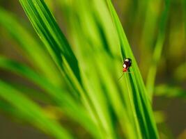 Grass and morning dew abstract. photo