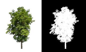 Trees that are isolated on a white background are suitable for both printing and web pages photo