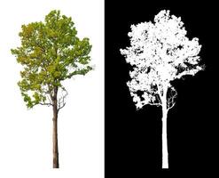 Trees that are isolated on white background are suitable for both printing and web pages photo