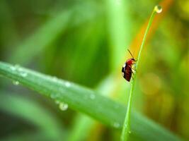 Grass and morning dew abstract. photo