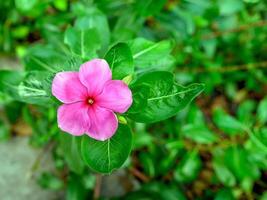 Pink flowers bloom in the spring, beautiful pink flowers. photo