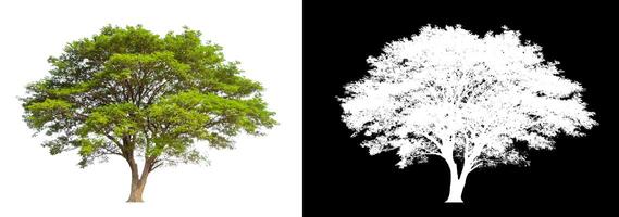 Trees that are isolated on white background are suitable for both printing and web pages photo